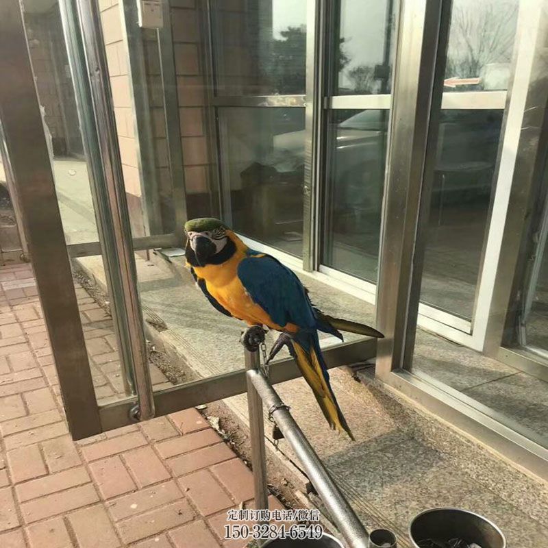 户外鹦鹉雕塑 门口鸟雕塑订做 门口动物雕塑订做
